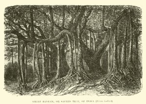 Großer Banyan- oder Heiliger Baum von Indien, Ficus indica