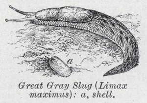 Große graue Nacktschnecke, Limax maximus von English School