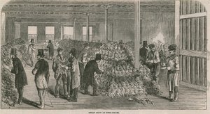 Große Ausstellung von Ananas von English School