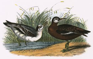 Grauer Phalarope