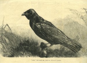 Grip, der Haustier-Rabe von Charles Dickens (Lithografie)