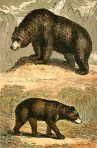Grizzlybär und Malaienbär