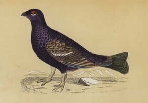 Moorhuhn