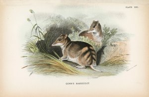 Gunns Bandicoot von English School