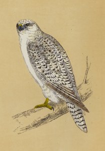Gerfalke von English School