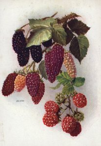 Robuste Beeren tragende Früchte von English School