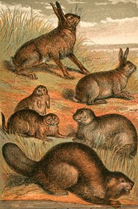 Hase, Präriehunde, Kaninchen, Murmeltier und Biber