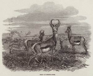 Herde von Springböcken (Stich)