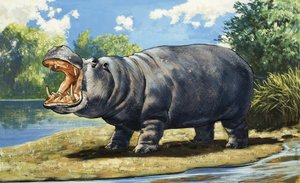 Nilpferd