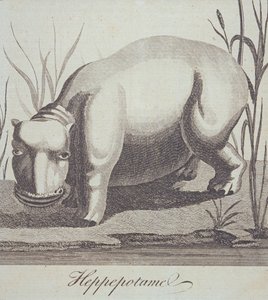 Nilpferd, aus The Gentlemans Magazine, veröffentlicht im Dezember 1772 von English School