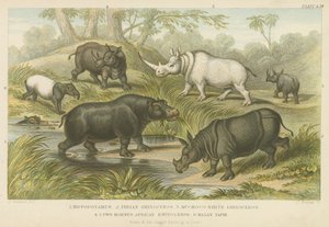 Nilpferd, Nashorn und Tapir (Farbstich) von English School
