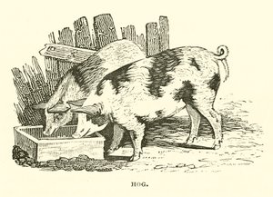 Schwein (Stich) von English School