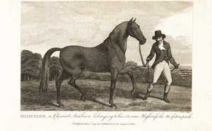 Hohenloe, ein kastanienbrauner Araber, im Besitz seiner Durchlaucht des Markgrafen von Anspach