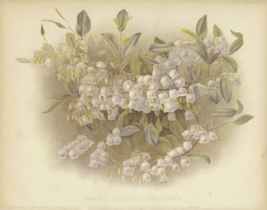 Honigbecher, Zenobia oder Staubige Zenobia