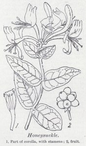Geißblatt