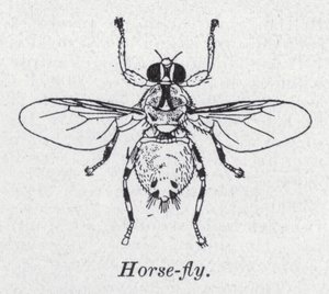 Pferdebremse (Lithografie) von English School