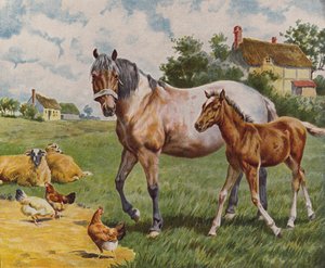 Pferd und Fohlen, Schafe und Hühner