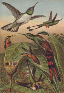 Kolibris