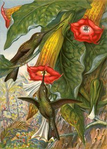 Kolibris