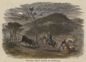 Jagd auf streunendes Vieh in Australien