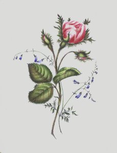 Illustration für Moss Rose Album
