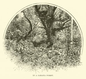 In einem jamaikanischen Wald von English School