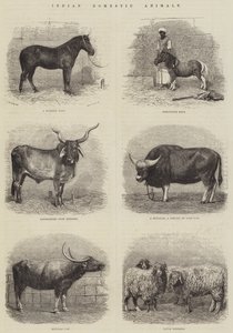 Indische Haustiere (Stich) von English School