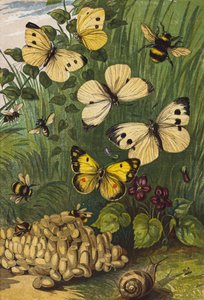 Insekten (Farblithografie)