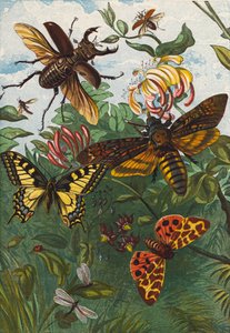 Insekten von English School