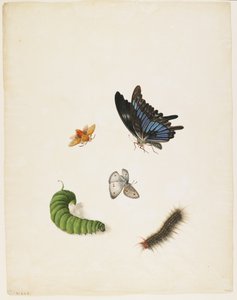 Insekten, ca. 1805