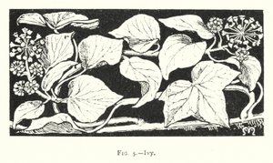 Efeu (Gravur)