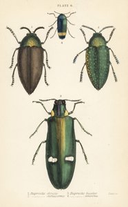 Prachtkäfer: Buprestis chrysis 1, Buprestis sternicornis 2, Buprestis bicolor 3, Buprestis amoena 4 von English School