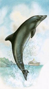 Springender Delfin