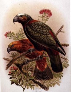 Kaka-Papagei und Kaka-Kura aus 