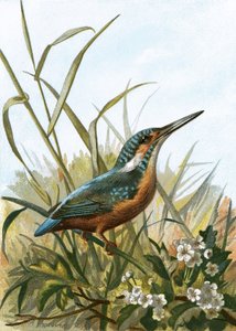 Eisvogel