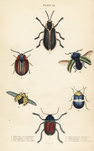 Blattkäfer: Alurnus marginatus 1, Eumolpus curpreus 2, Chrysolina cerealis 3, Taubnessel-Blattkäfer, Chrysolina fastuosa 4, Oedionychis cincta 5 und 22-Punkt-Marienkäfer Psyllobora vigintiduopunctata 6 von English School