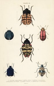 Blattkäfer: Cyrtonota sexpustulata 1, Lachnaia hirta 2, Chlamys monstrosa 3, Doryphora tessellata 4, Erotylus histrio 5 und Spheniscus erotyloides 6 von English School