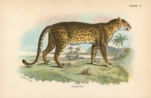 Leopard