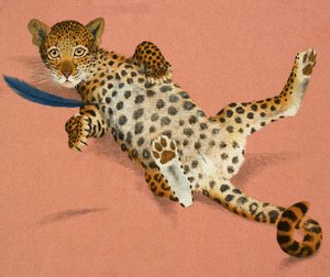 Leopardenjunges von English School