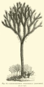 Lepidodendron Sternbergh (restauriert)