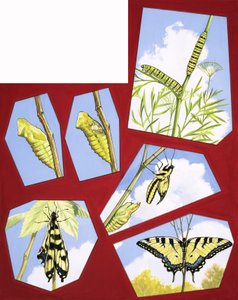 Lebenszyklus des Schmetterlings von English School