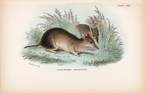 Langnasen-Bandicoot
