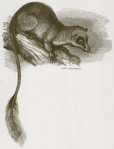 Lows Ptilocerque, Illustration aus Cassells Natural History von English School