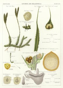 Lycopod und Selaginella