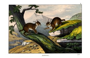 Luchs