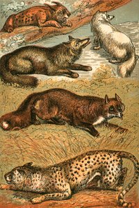 Luchs, Kreuzfuchs, Polarfuchs, Gemeiner Fuchs und Gepard