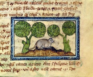 MS 379 f.12r Eine Katze, die auf einem Erdhügel kauert, Detail aus einem Bestiarium, Englisch