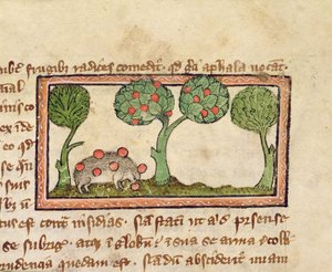 MS 379 f.13r Ein Igel, der Äpfel aufpickt, Detail aus einem Bestiarium, Englisch