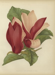 Magnolia soulangiana nigra von English School