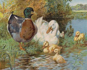 Stockenten und Entenküken in einem Teich von English School